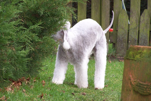 Unsere Hunde 03.02 (2).JPG